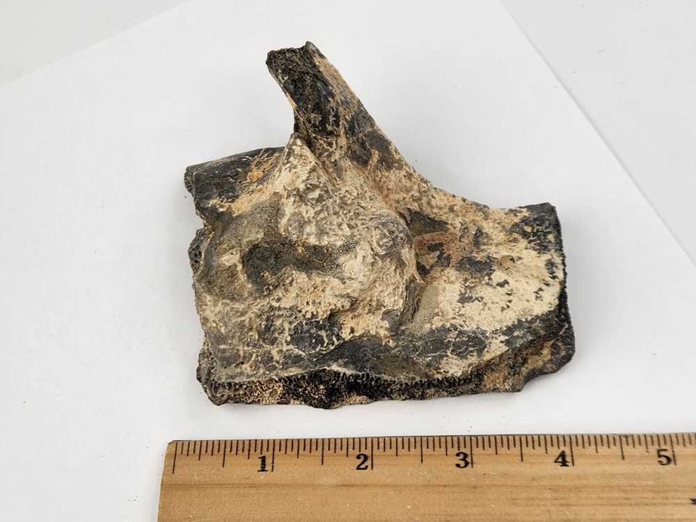 Pathological Turtle Shell Fossil - Florida