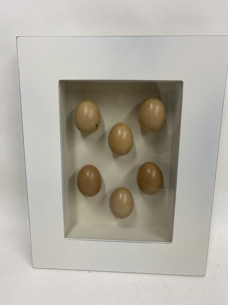 TWO Egg Shadow Boxes Made from 18 Real Hen Eggs