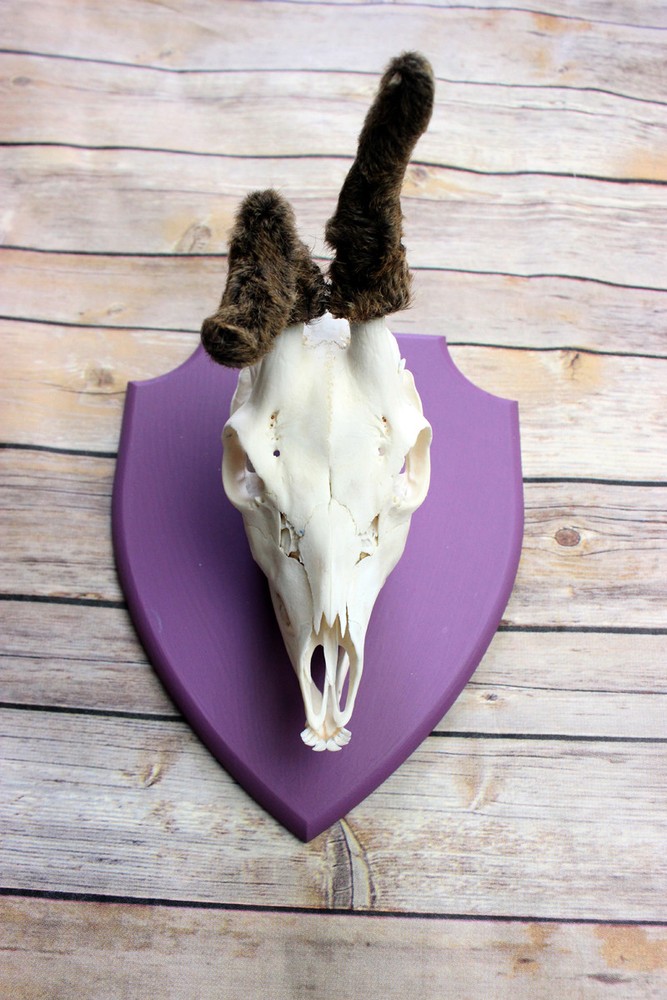 Scottish Roe deer mount