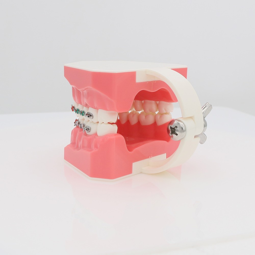 Dental Orthodontic Teeth Model Typodont Demonstration Model with Brackets