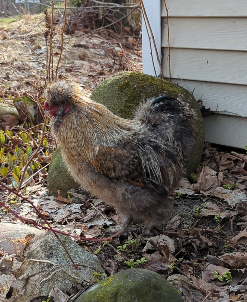10 +Extras Chocolate partridge silkie hatching eggs