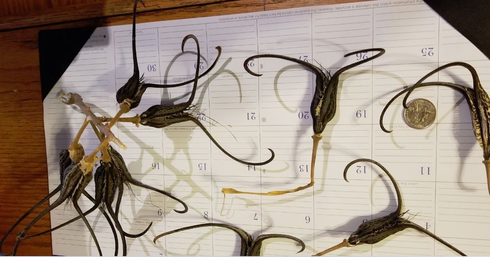 DEVIL CLAW DEVILS CLAW DEVIL'S CLAW DEVIL TALON SATANS CLAW SATANS TALON