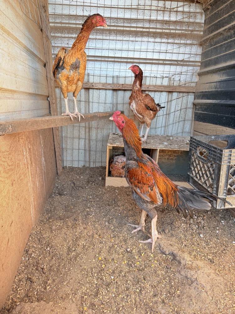 20g X Indian Chicken Hatching eggs