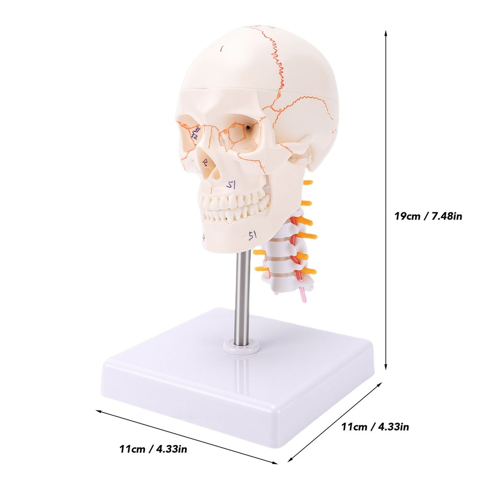1/2 Skull With Cervical Spine & Brain Teaching Display Model