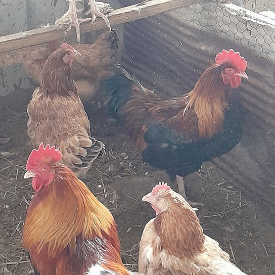 4 Wheatan Maran Hatching Eggs- Rare