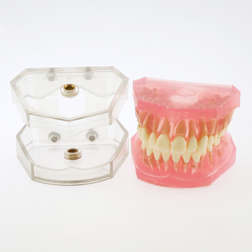 Dental Typodont Standard Teeth Model Study Teach Demo Soft Gum Removable Teeth