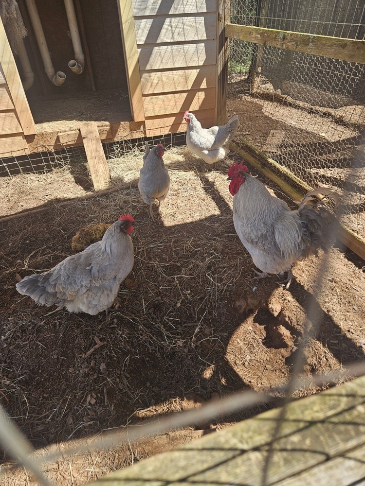 12 Lavender Orfington Hatching Eggs