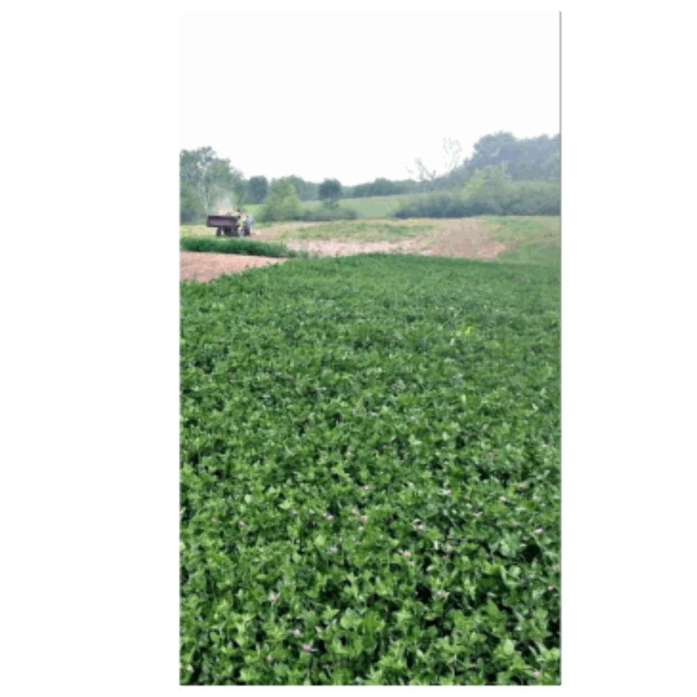Xtream Perennial | Food Plot Seed