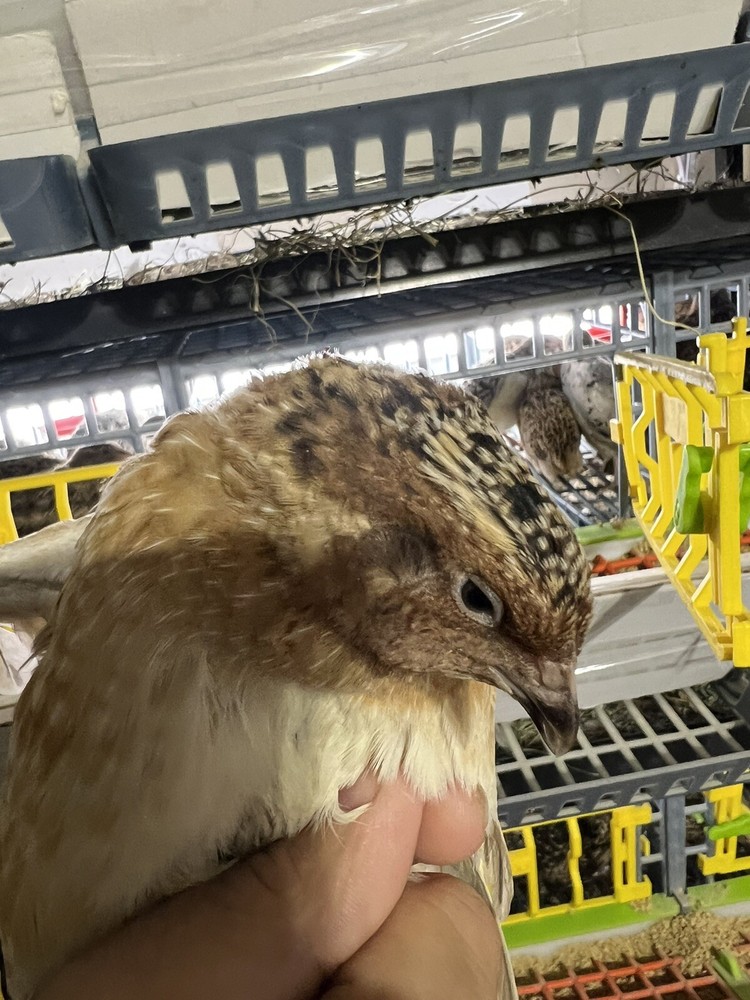 108 Jumbo Quail Hatching Eggs Rare Mix 9 Dozen