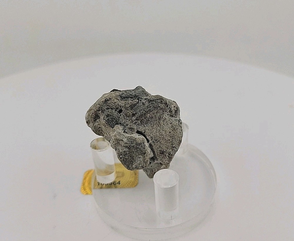 Full Dinosaur Fossil Skull Authentic