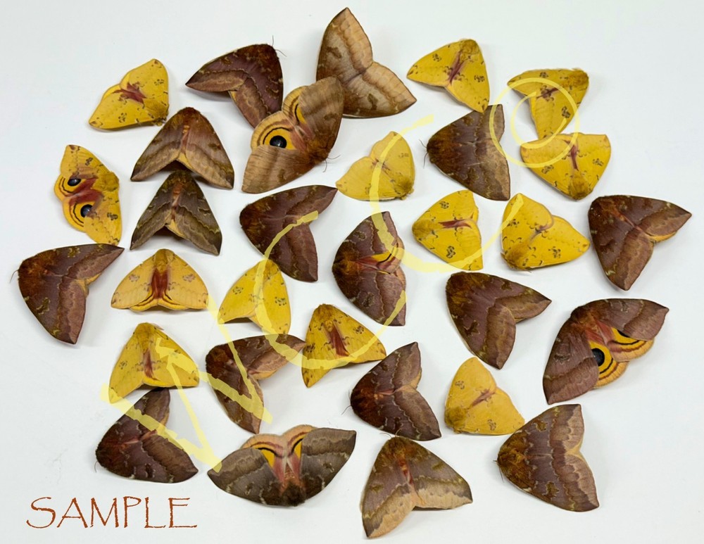 IO MOTH FIVE MALES A+++ QUALITY (UNMOUNTED SPECIMENS)