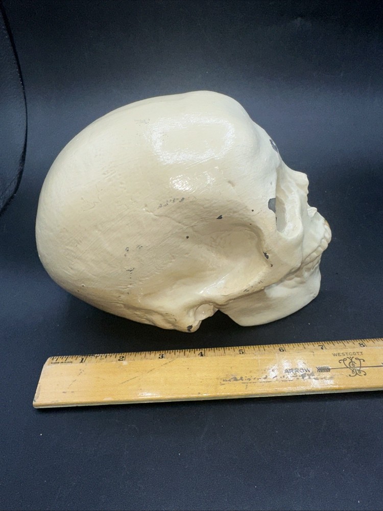 Painted cast Metal Skull