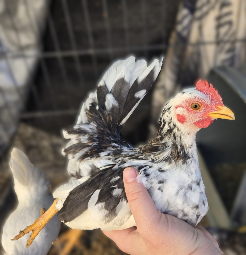 6+ Half Dozen Serama Chicken Hatching Eggs Mini Chicken