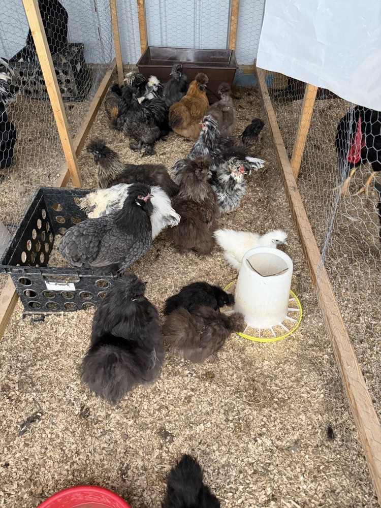 Chicken Hatching Eggs mixed breeds- 12+