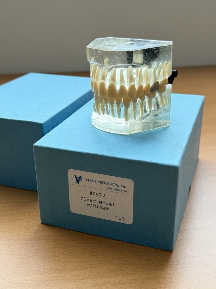 Viade Clear Teeth with Hinge Model - #2072
