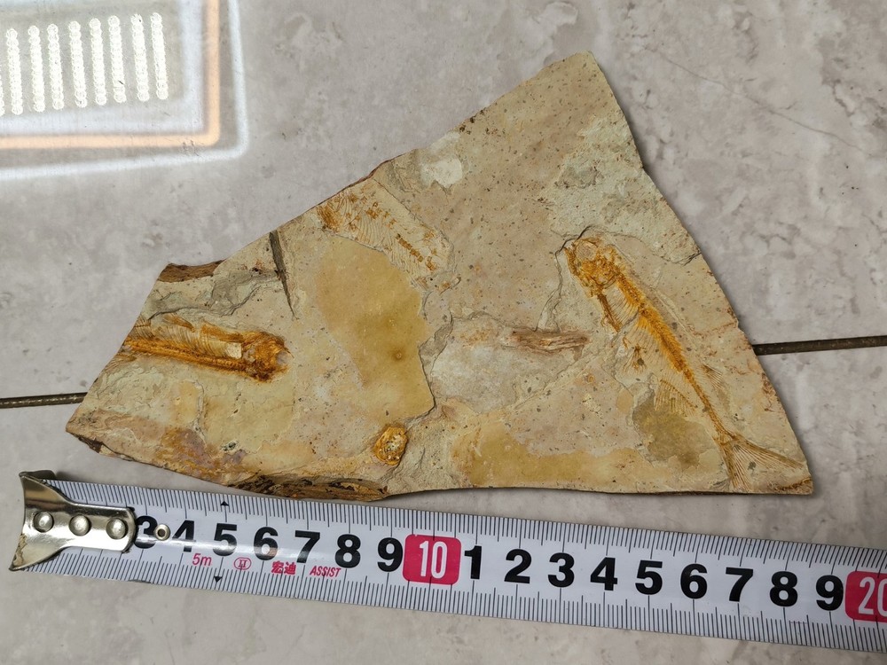 Unique and authentic fish fossil 8603