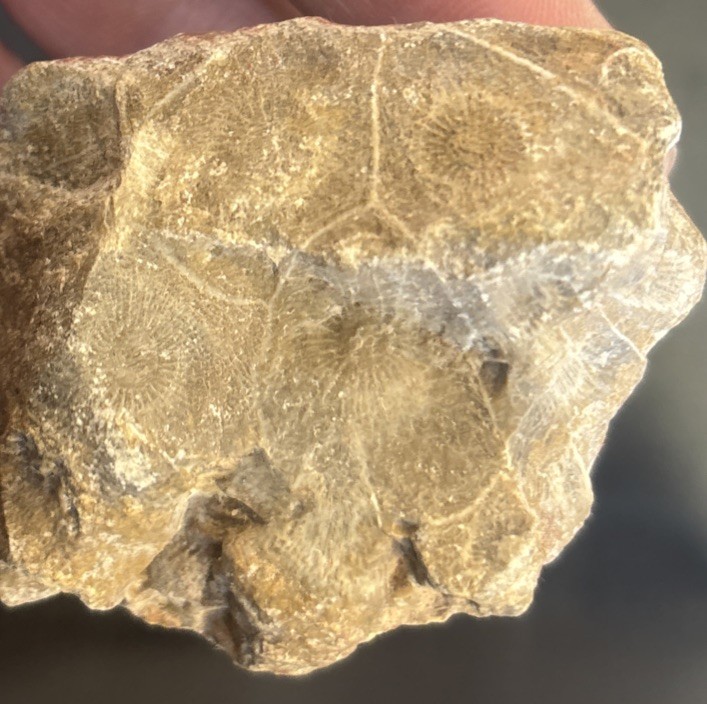 Petrified Coral End Polished