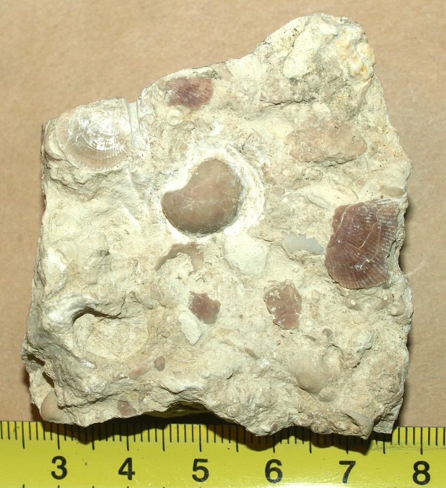 Devonian Pentamerid Brachiopod-Gypidula sp.