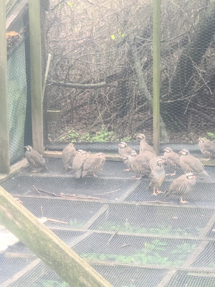 25 Chuckar Partridge Hatching Eggs