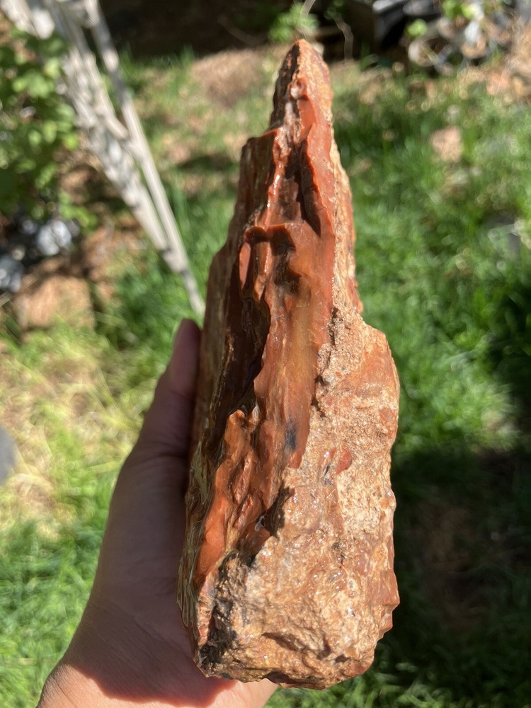 Arizona Petrified Wood