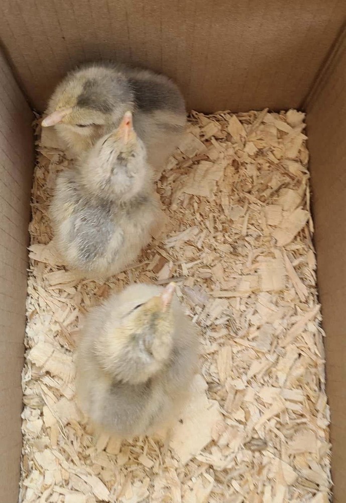 6+ Opal Legbar Hatching Eggs