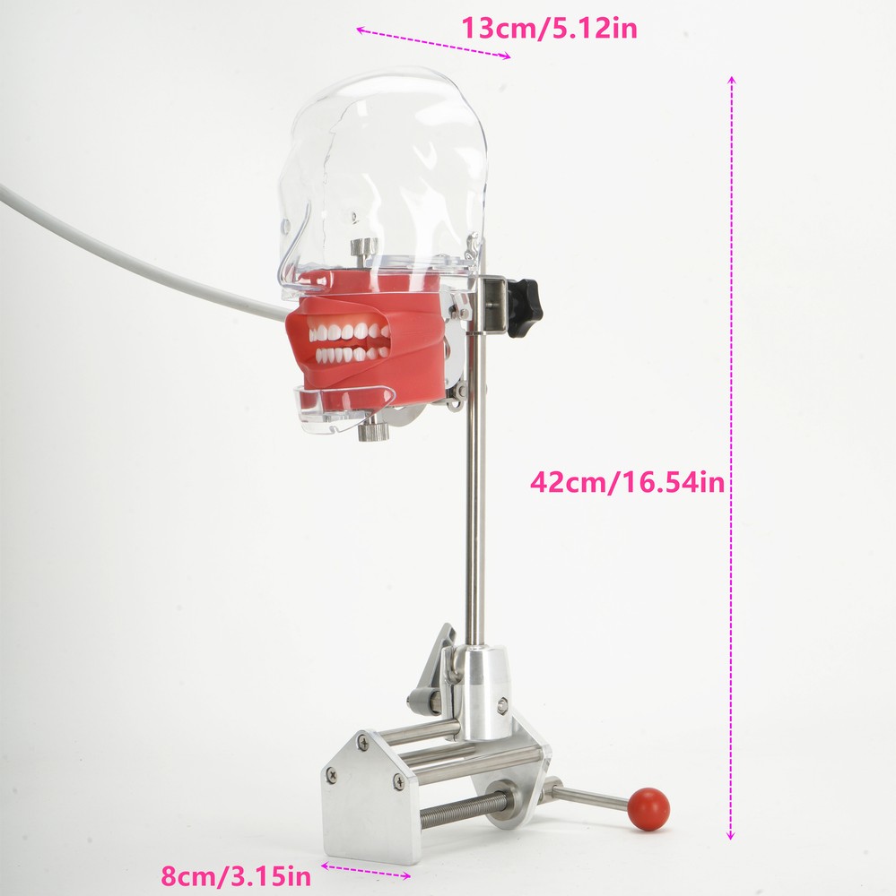 Dental Simulator Manikin Phantom Head Model Teeth Model for Training & Practice