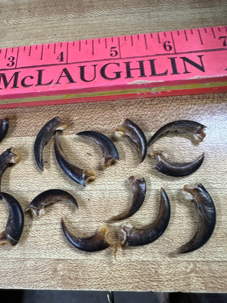 Porcupine Claws 20 Assorted