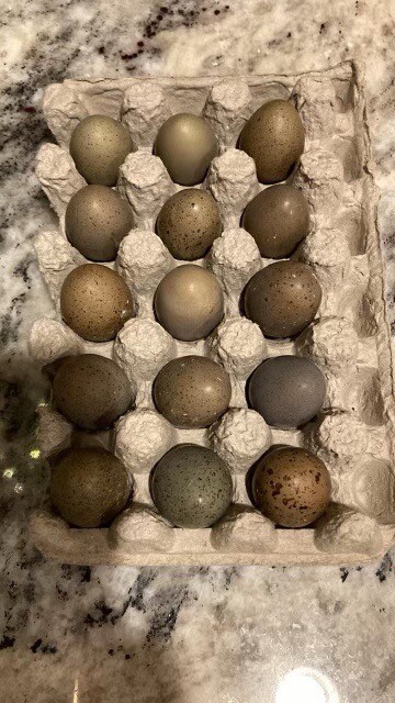 12 Fertile Button Quail Hatching Eggs