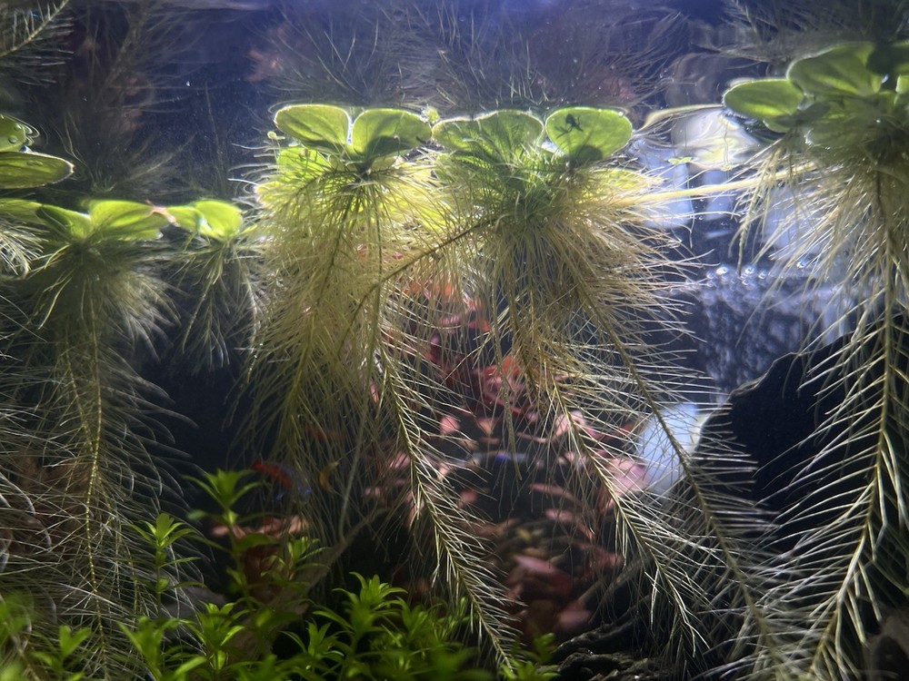 Water Lettuce (May Include RamsHorn Snails)