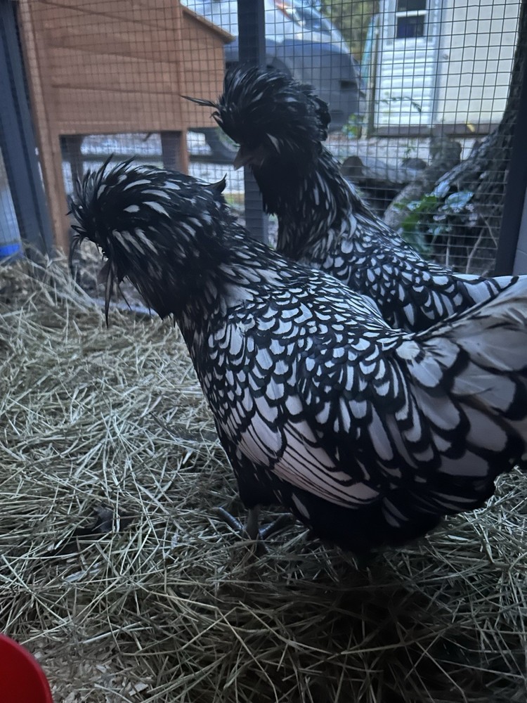 12 —TOTAL -pure silver Laced Polish Eggs