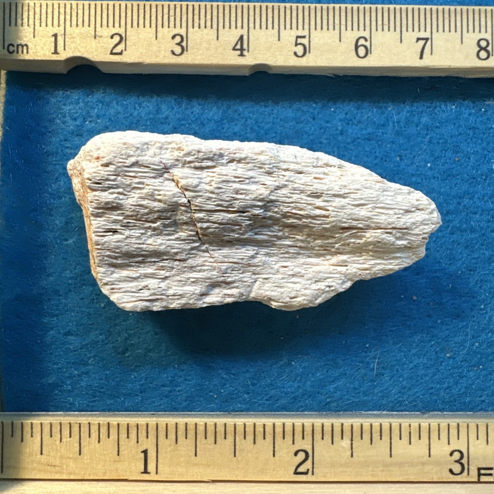 Spinosaurus Extinct Dinosaur Bone Fossil in Display Case