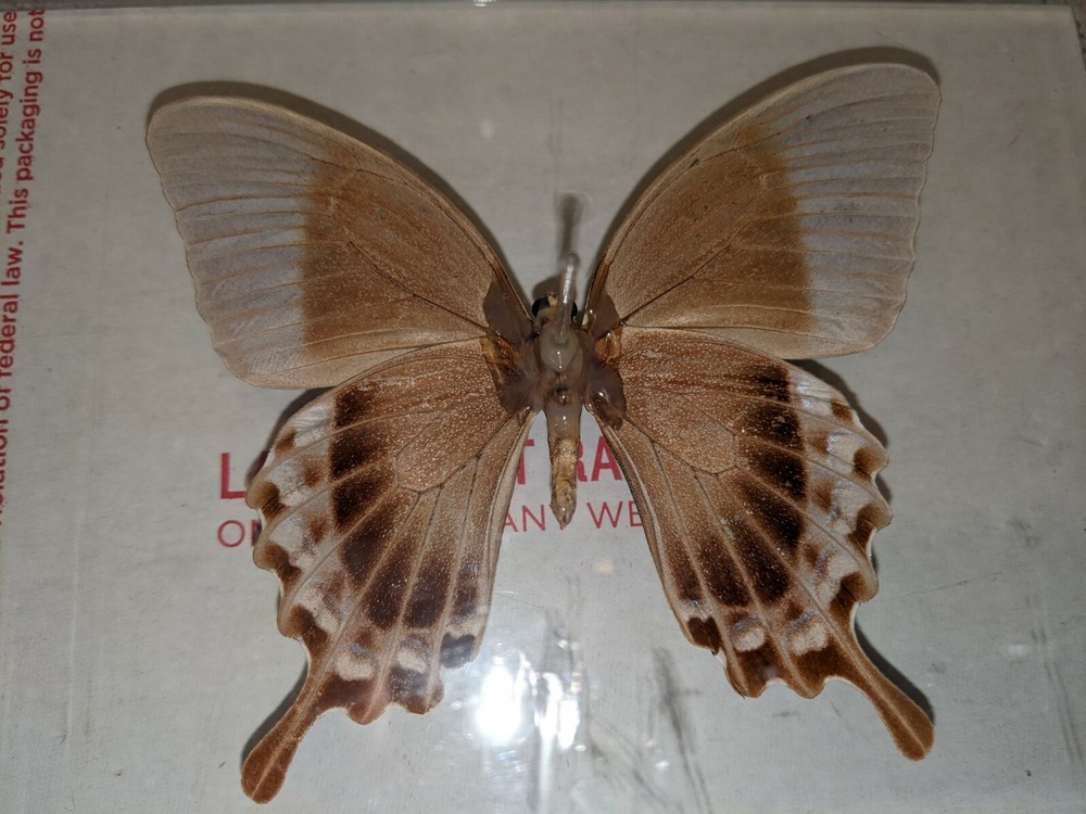 Real 3D Framed Butterfly in Acrylic Frame Box