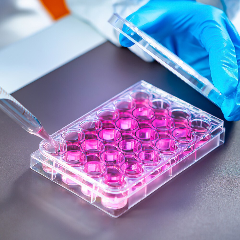 Plastic Plate 24 Well Cell Culture Plate Lab Tool