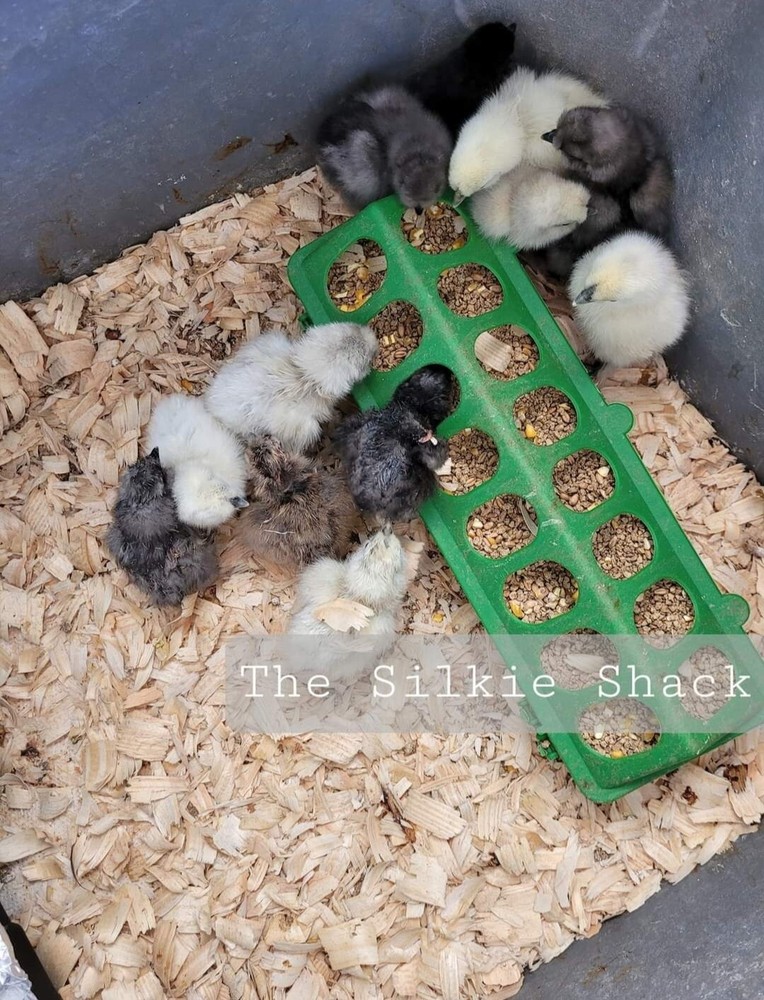 Silkie Chicken Hatching Eggs NPIP Certified