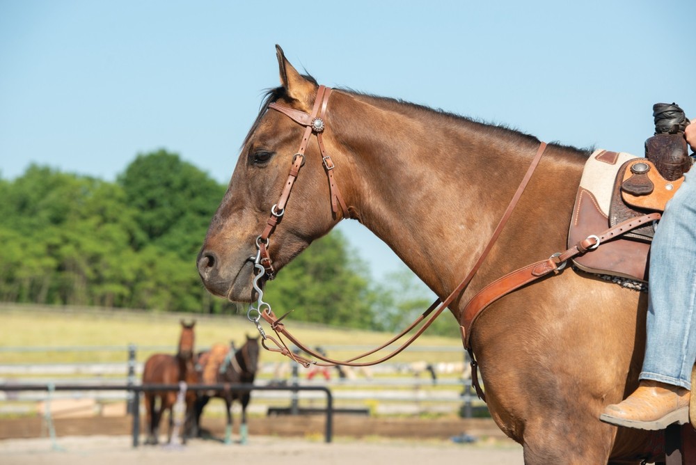 Weaver Leather, Latigo Leather Headstall