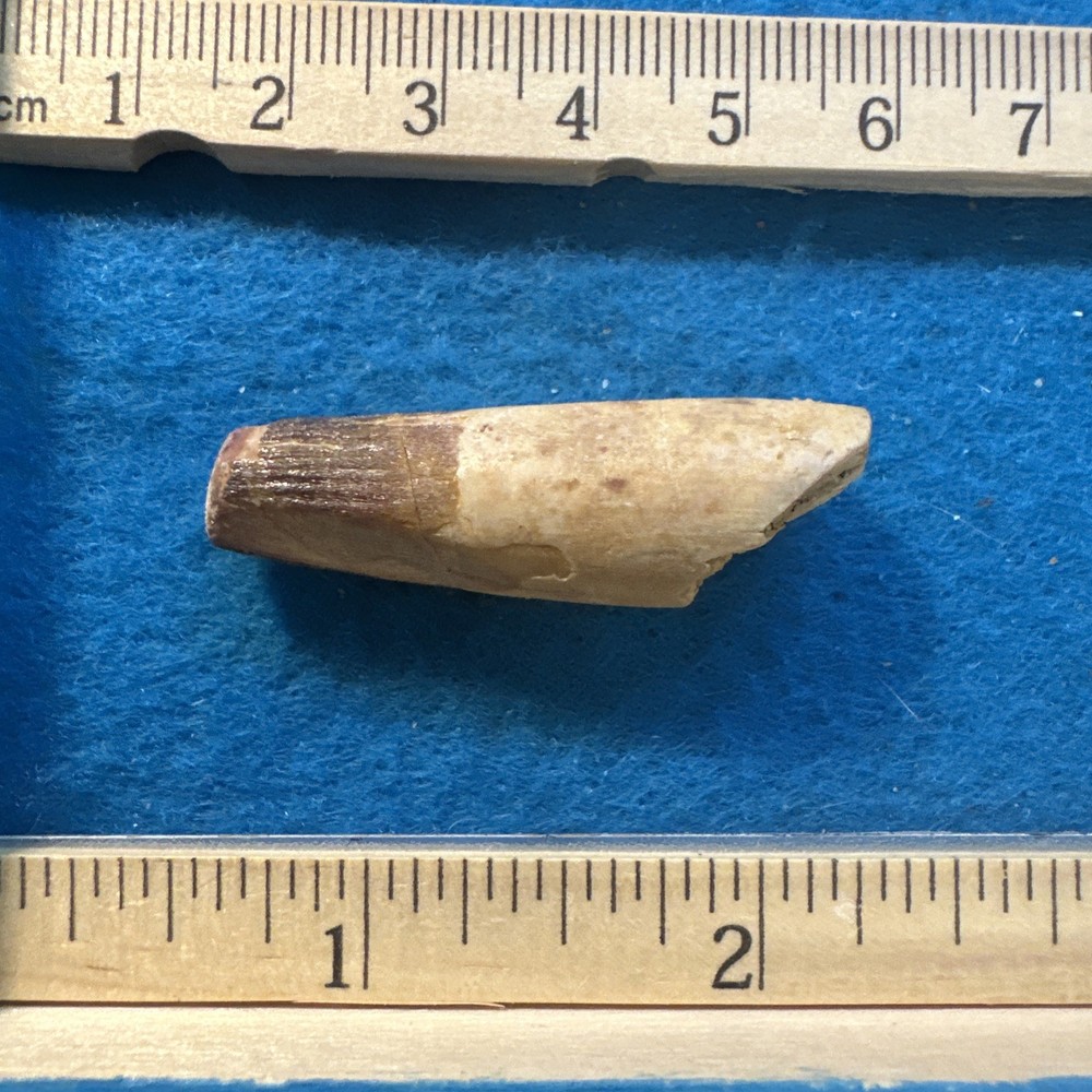 Spinosaurus Extinct Dinosaur Partial Tooth Fossil in Display Case