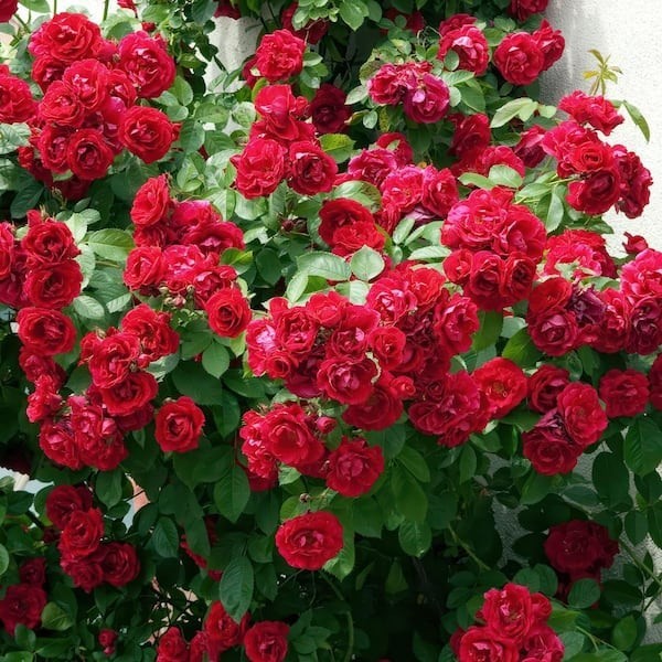 Bare Root Rose Climbing Blaze with Red Flowers (2-Pack)