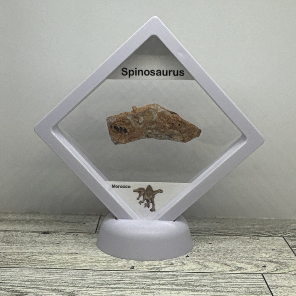 Spinosaurus Extinct Dinosaur Bone Fossil in Display Case