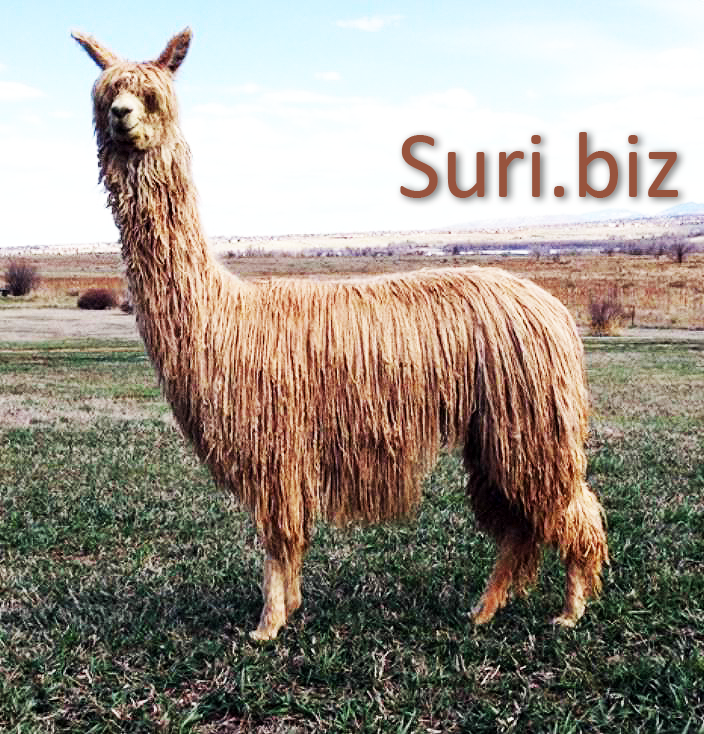 Suri.biz
