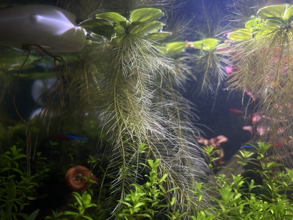 Water Lettuce (May Include RamsHorn Snails)