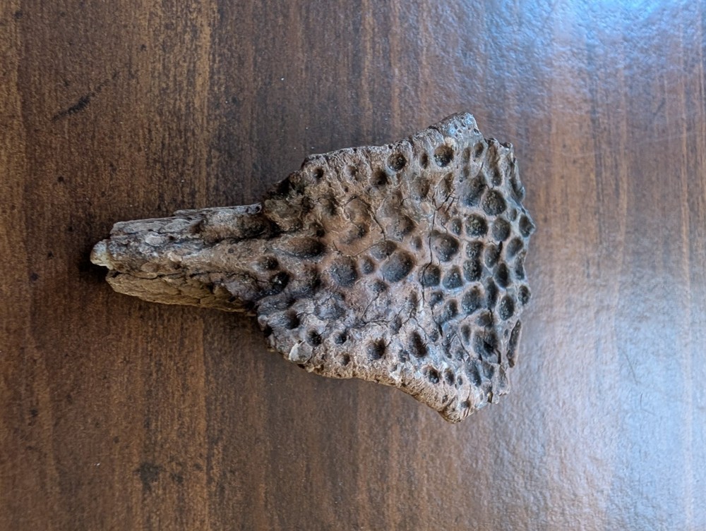 Authentic Alligator Fossil Skull Section Peace River Florida 1+ oz