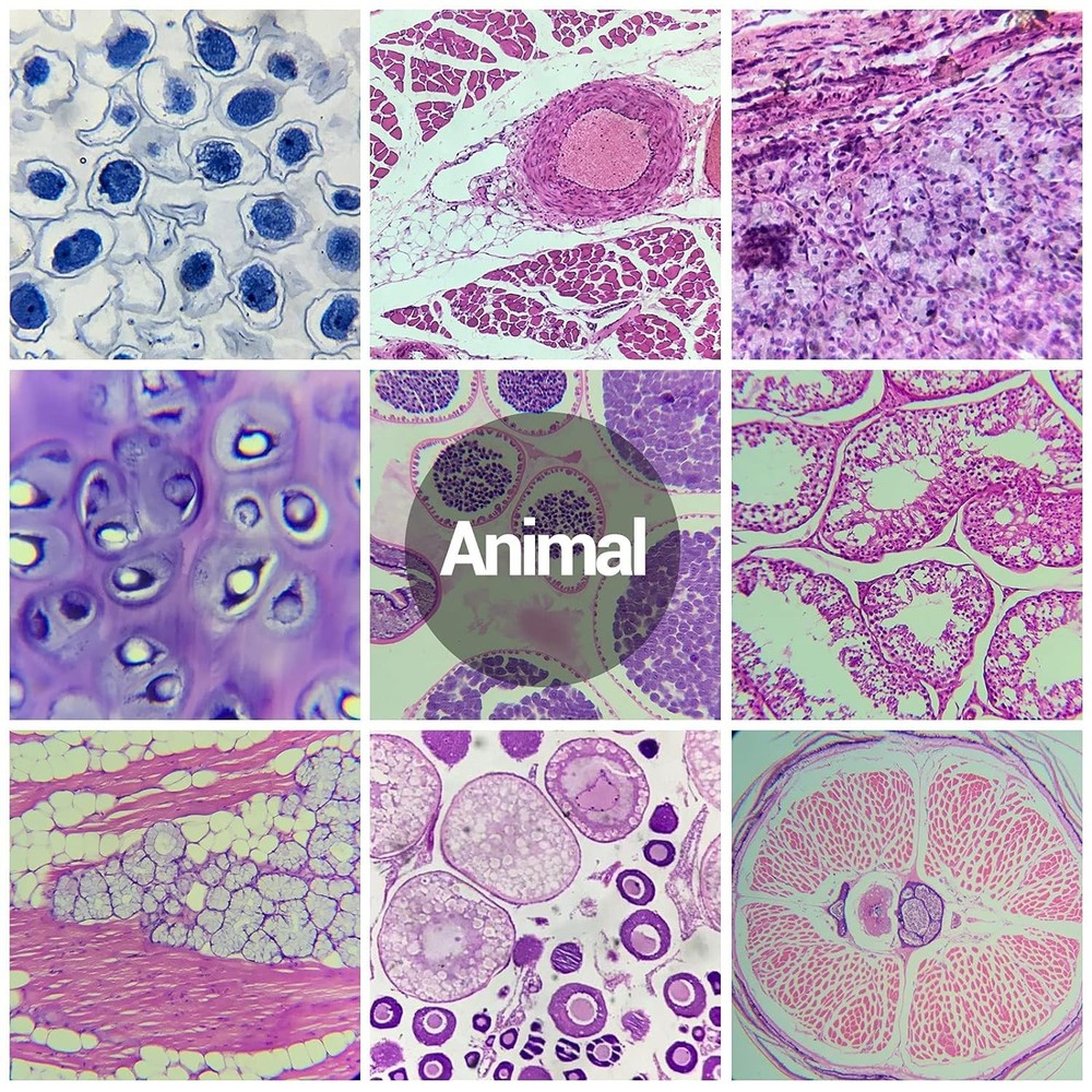 Beginner’s Microscope Slide Collection: 120 Specimens for Exploration & Learning