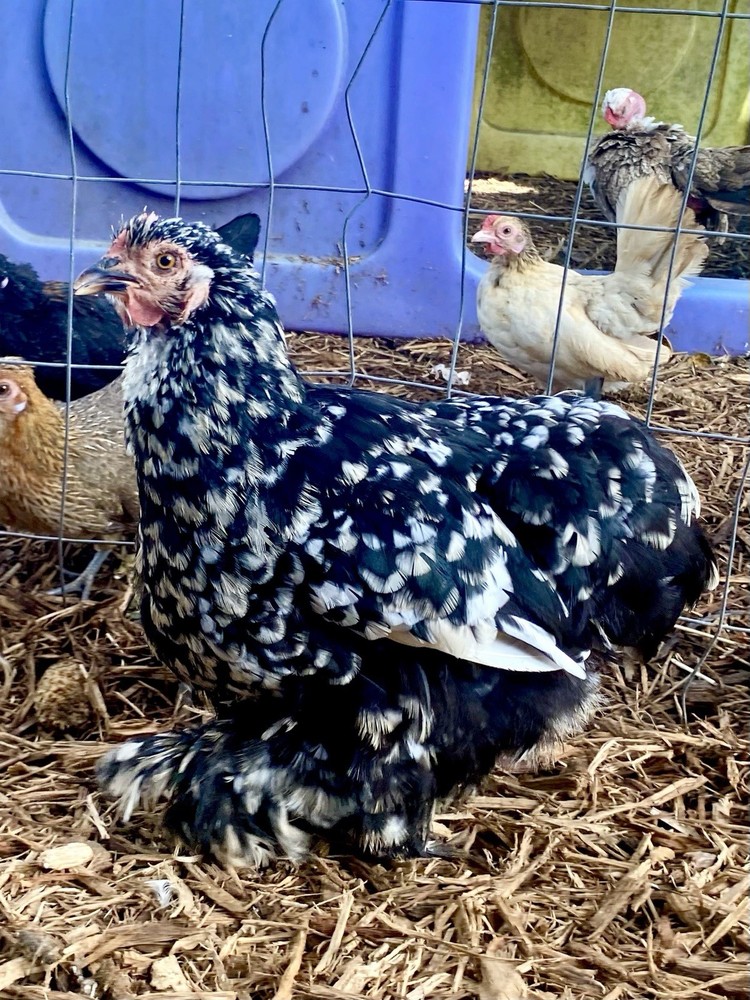 Bantam Cochin Hatching Eggs 6++ PLEASE READ THE DESCRIPTION