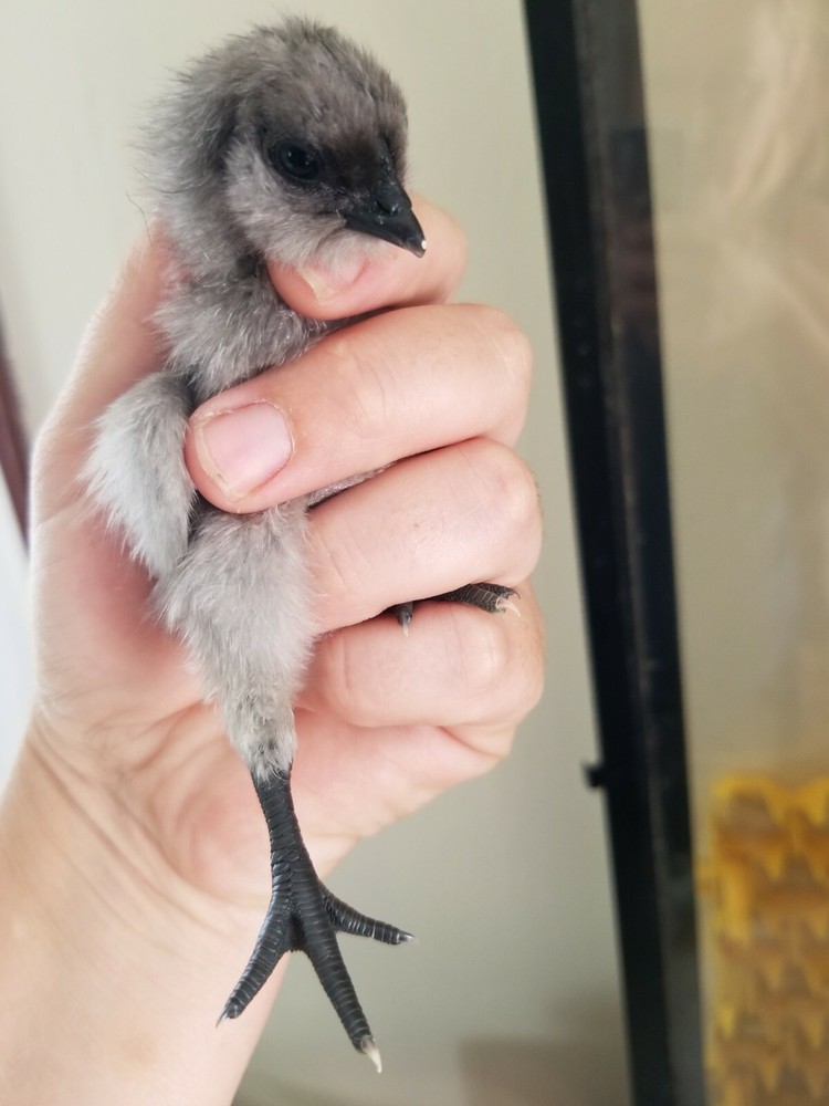 6 FIBRO EASTER / OLIVE EGGER -Fresh & Fertile Chicken Hatching Eggs