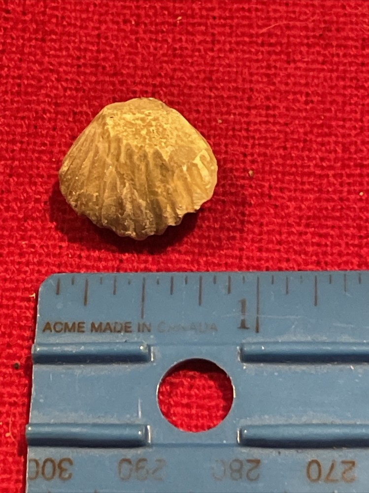prehistoric Sea animals, Fossilized