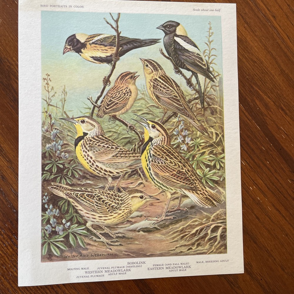 Vintage Bird Prints Suitable For Framing & Gift Giving