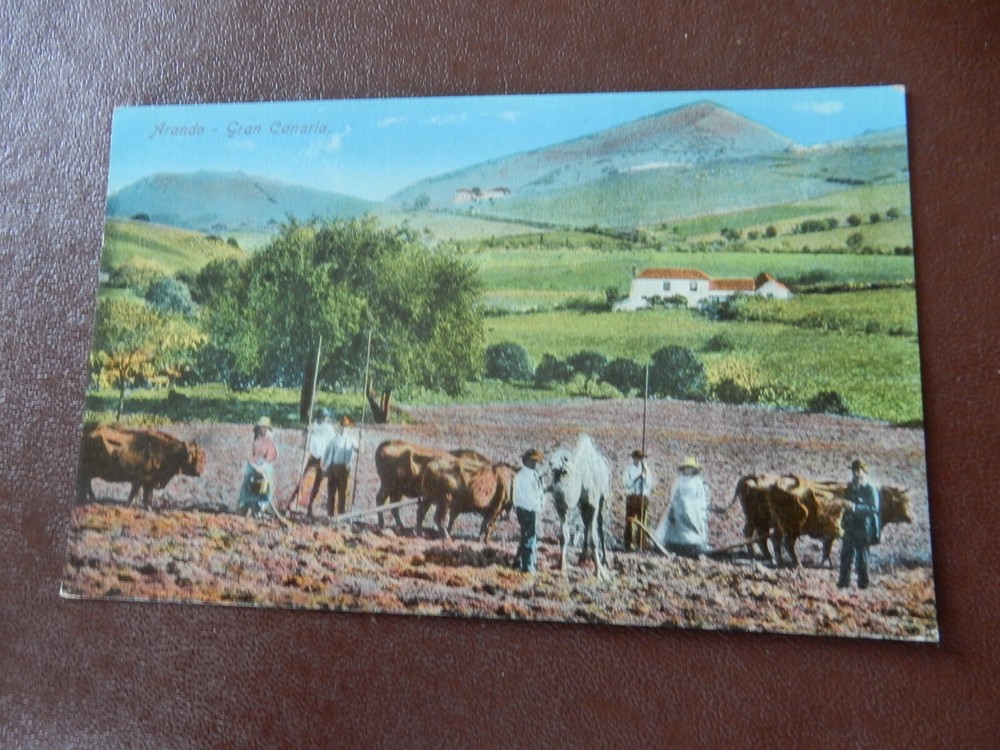 ARANDO GRAN CANARIA   POSTCARD EARLY 1900S