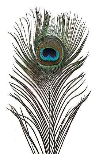 Peacock Eye Feathers (Natural 10-12", per 100)