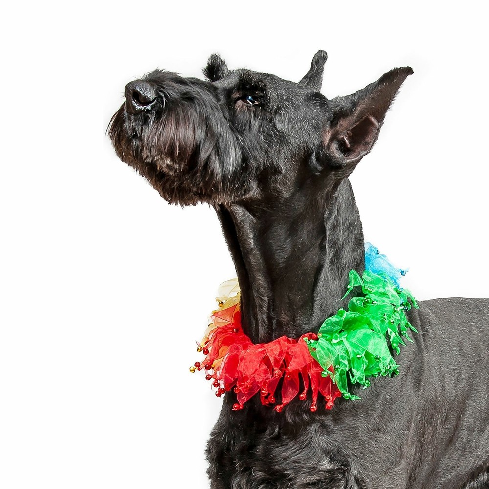 Midlee Rainbow Decorative Dog Collar