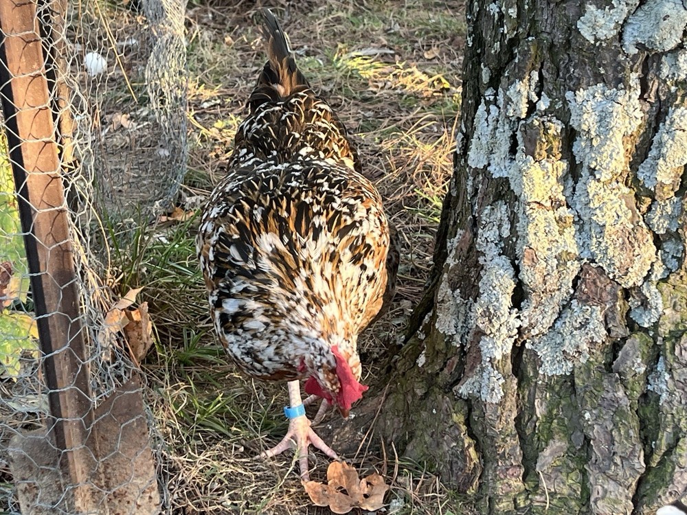 Swedish Flower Eggs 15+ Pack